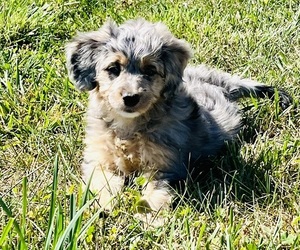 Aussie-Poo Litter for sale in HAMILTON, MI, USA