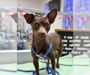 Chihuahua Dogs for adoption in Bakersfield, CA, USA