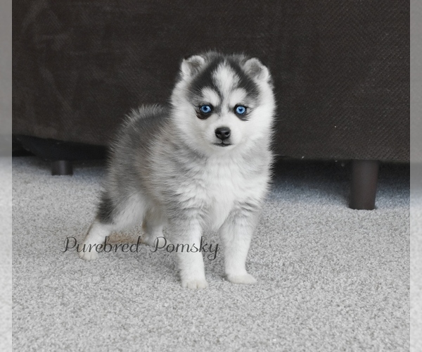 Medium Photo #1 Pomsky Puppy For Sale in KANSAS CITY, MO, USA