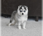 Image preview for Ad Listing. Nickname: Ziggy Toy