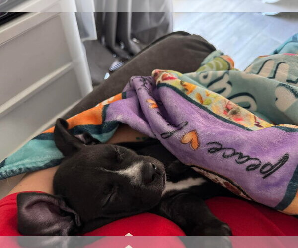 Medium Photo #20 American Pit Bull Terrier-Labrador Retriever Mix Puppy For Sale in Germantown, OH, USA