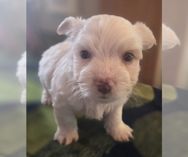 Medium Photo #2 Biewer Yorkie Puppy For Sale in MILWAUKIE, OR, USA