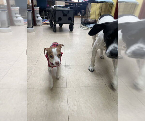 Medium Photo #2 Chihuahua-Unknown Mix Puppy For Sale in Candler, NC, USA