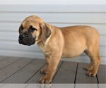 Small Photo #1 Mastiff Puppy For Sale in OXFORD, PA, USA