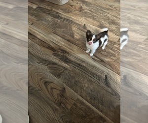 Chihuahua Puppy for Sale in GROVE HILL, Alabama USA