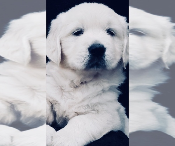 Medium Photo #2 English Cream Golden Retriever Puppy For Sale in PHILLIPSBURG, NJ, USA