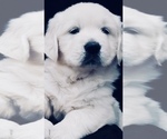 Small #1 English Cream Golden Retriever