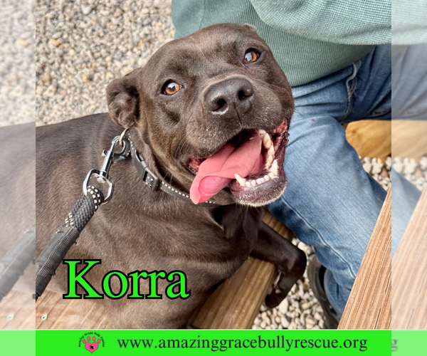 Medium Photo #2 American Pit Bull Terrier-Unknown Mix Puppy For Sale in Pensacola, FL, USA