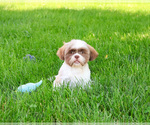 Small #7 Shih Tzu