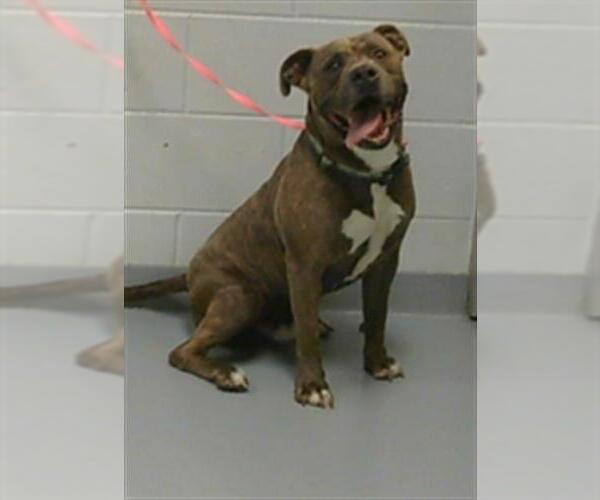 Medium Photo #1 American Pit Bull Terrier-Unknown Mix Puppy For Sale in St. Cloud, FL, USA