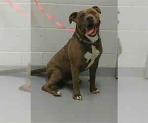 American Pit Bull Terrier-Unknown Mix Dogs for adoption in St. Cloud, FL, USA