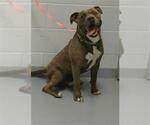 Small American Pit Bull Terrier Mix