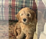 Puppy Puppy 4 Goldendoodle (Miniature)