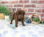 Heath - Male Labrador Retriever Puppy for Sale - Photo #2