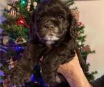 Small Photo #6 Cocker Spaniel Puppy For Sale in NEWARK, OH, USA
