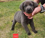 Puppy Red Collar Labrador Retriever