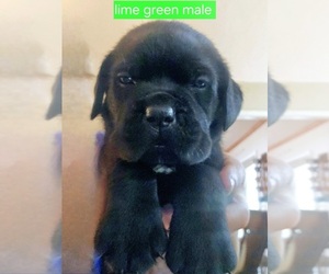 Cane Corso Litter for sale in THAXTON, VA, USA