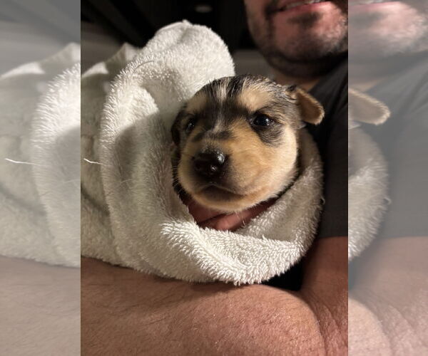 Medium Photo #3 Labrador Retriever-Unknown Mix Puppy For Sale in GILBERTS, IL, USA