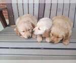 Small Photo #1 Golden Retriever Puppy For Sale in WARREN, MI, USA