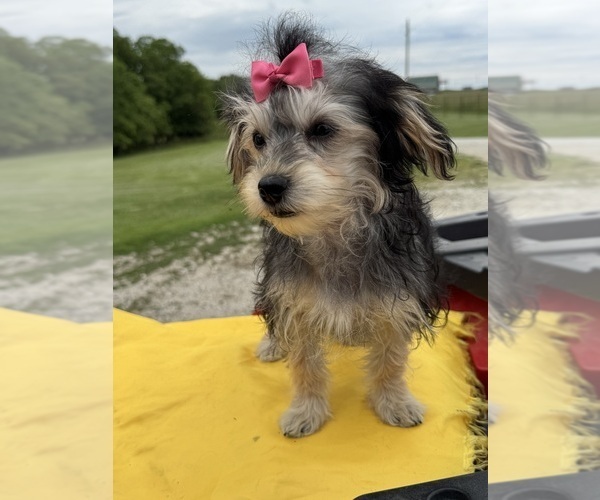 Medium Photo #6 Morkie Puppy For Sale in LANCASTER, MO, USA