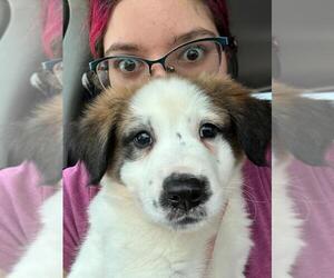 Great Pyrenees-Saint Bernard Mix Dogs for adoption in Oakland Park , FL, USA