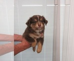 Puppy Dozer Miniature Australian Shepherd