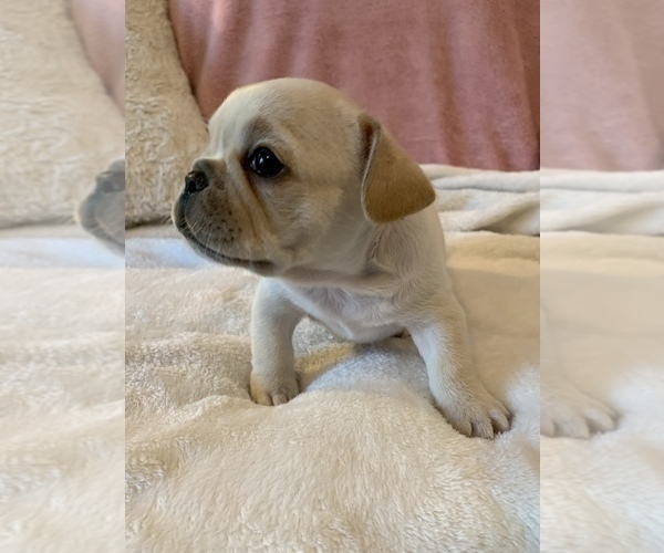 Medium Photo #7 French Bulldog Puppy For Sale in JOHNS ISLAND, SC, USA