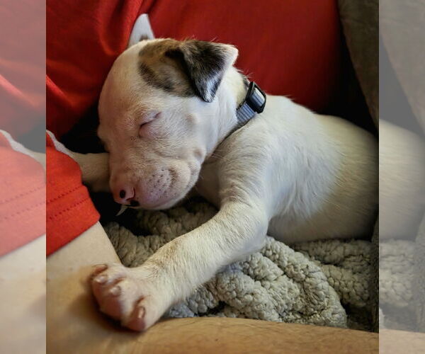 Medium Photo #3 Mutt Puppy For Sale in Holly Springs, NC, USA