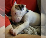 Small #2 Mutt