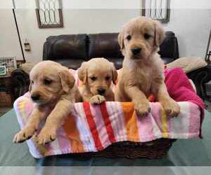 Golden Retriever Puppy for Sale in BURKBURNETT, Texas USA