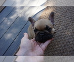 Small Photo #3 French Bulldog Puppy For Sale in LOUISVILLE, CO, USA