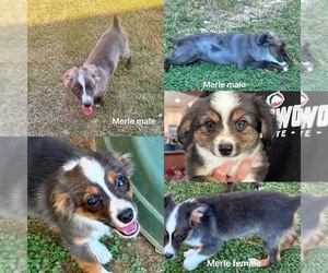 Miniature Australian Shepherd Puppy for sale in BULVERDE, TX, USA