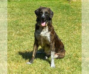 TURKEY - Male German Shepherd Dog-Unknown Mix Dog for Adoption - Photo #3