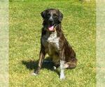 Small #2 German Shepherd Dog Mix