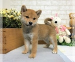 Small Photo #1 Shiba Inu Puppy For Sale in SEATTLE, WA, USA