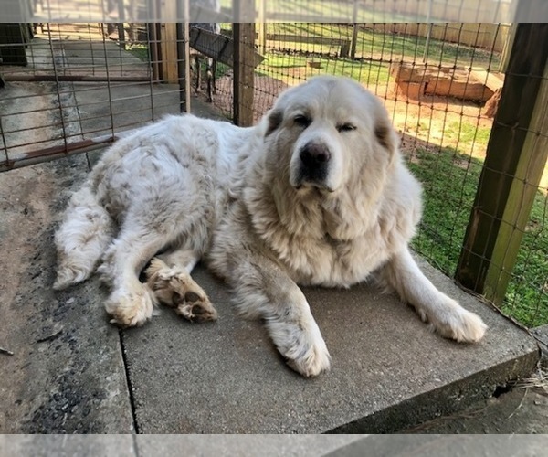 Medium Photo #1 Great Pyrenees Puppy For Sale in POWDER SPRINGS, GA, USA