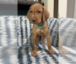 Small #4 Vizsla