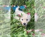 Small #15 English Cream Golden Retriever