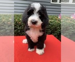 Small Bernedoodle-Poodle (Standard) Mix