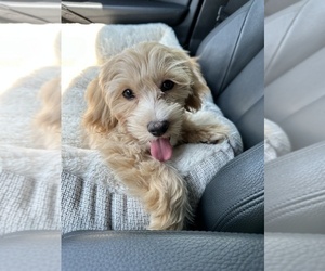 Maltipoo Puppy for sale in SAINT JOHNS, FL, USA