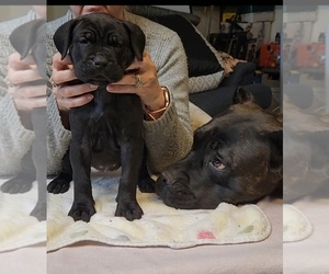 Cane Corso Puppy for sale in CAMBY, IN, USA