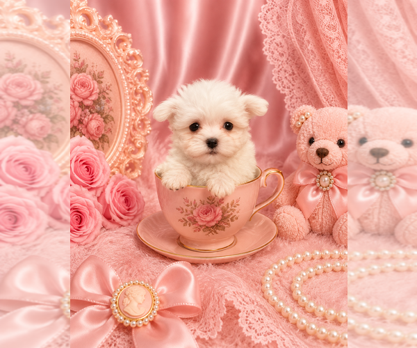 Medium Photo #10 Maltese Puppy For Sale in JACKSONVILLE, FL, USA