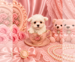 Small #9 Maltese