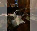 Small #2 Labrador Retriever Mix