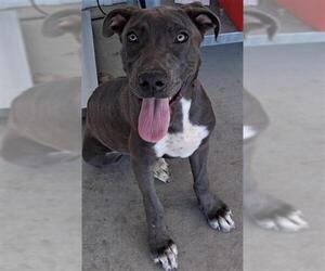 American Pit Bull Terrier Dogs for adoption in Bakersfield, CA, USA