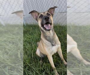 TEMPEST - Male German Shepherd Dog-Unknown Mix Dog for Adoption - Photo #3