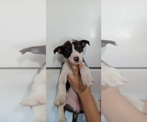 American Bulldog-Rottweiler Mix Puppy for sale in OMAHA, NE, USA