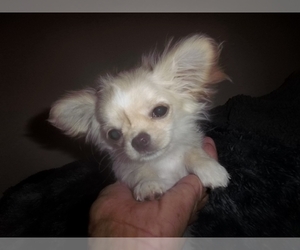 Chihuahua Puppy for sale in SURPRISE, AZ, USA
