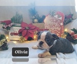 Small Photo #18 Boston Terrier Puppy For Sale in POMEROY, OH, USA