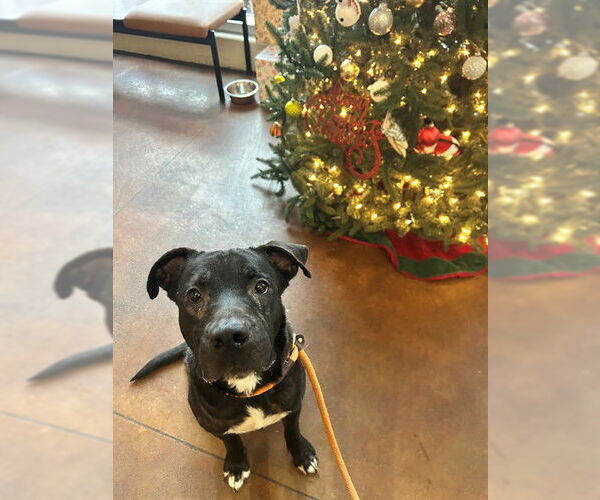 Medium Photo #1 Mutt Puppy For Sale in Louisville, KY, USA